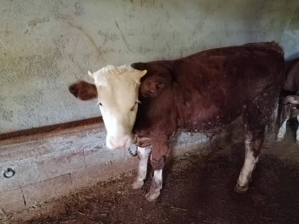 Akçadağ Bölüklü Köyü Resimleri 4