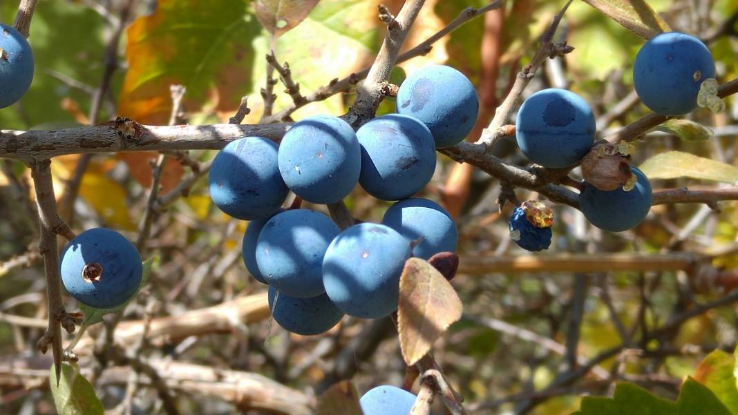 Aslanapa Dereköy Köyü Resimleri 5