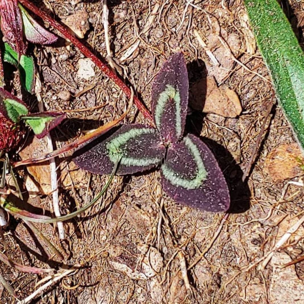 Aslanapa Emrez Köyü Resimleri 5