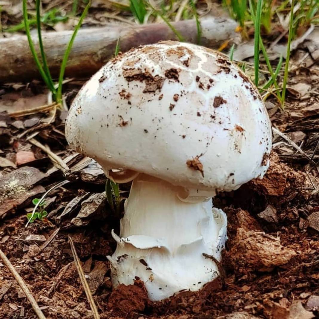 Aslanapa Emrez Köyü Resimleri 6