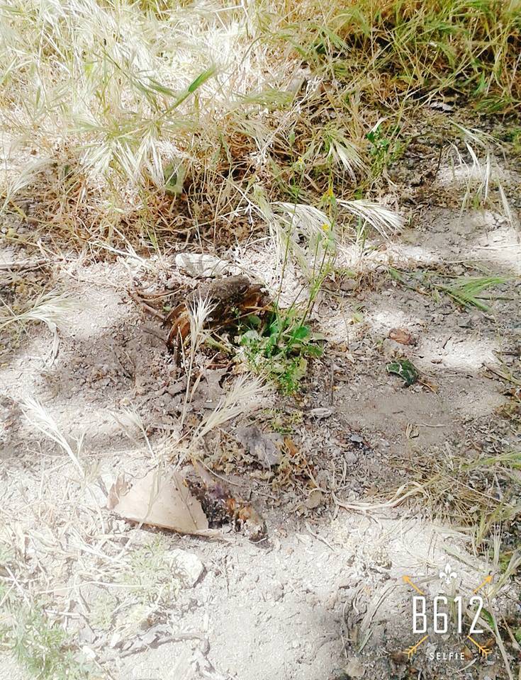 İslahiye Bayraktepe Köyü Resimleri 2