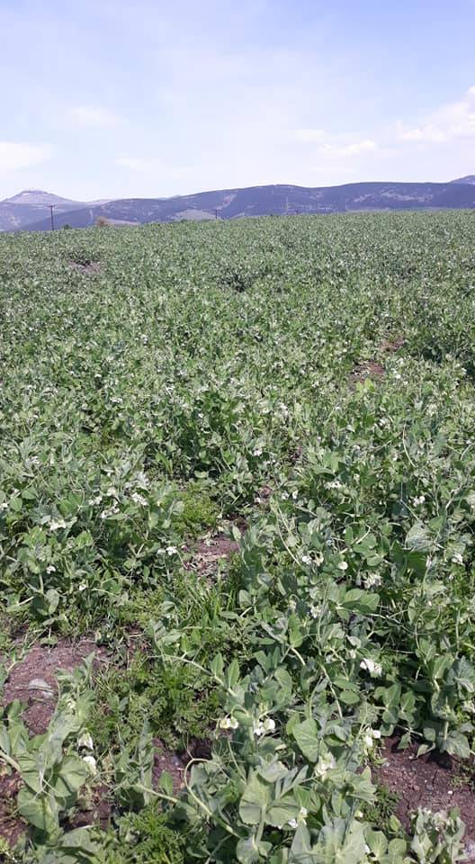 İslahiye Bayraktepe Köyü Resimleri 6