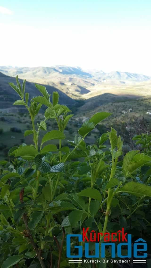 Akçadağ Demirciler Köyü Resimleri 6