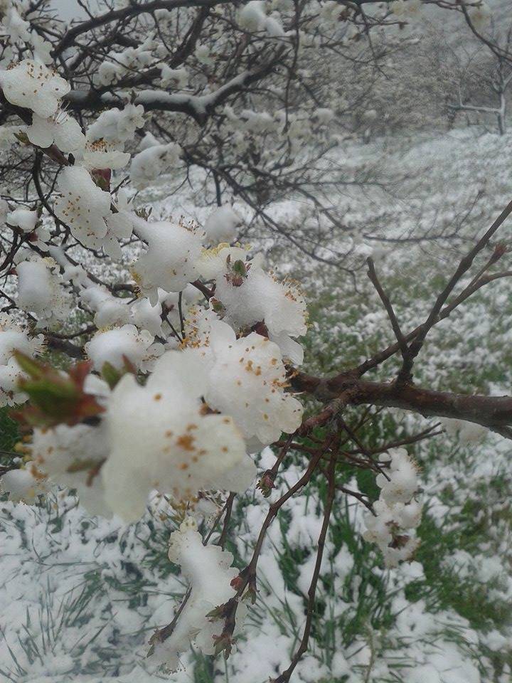 Akçadağ Doğanlar Köyü Resimleri 3
