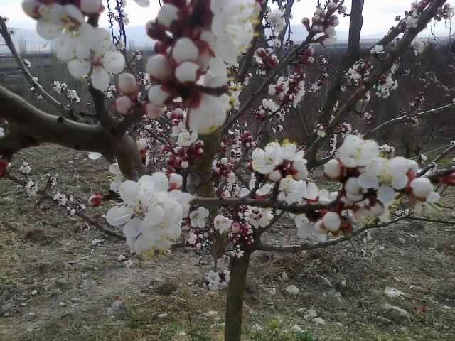 Akçadağ İkinciler Köyü Resimleri 2