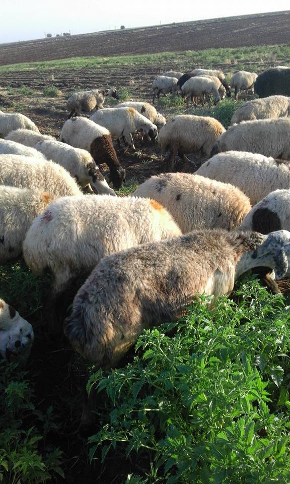 Derik Bayır Köyü Resimleri 1