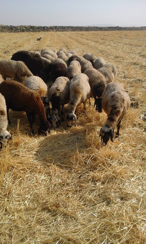 Derik Bayır Köyü Resimleri 2