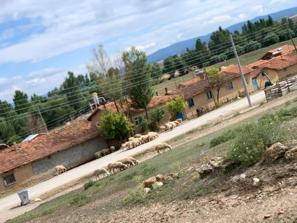 Aslanapa Haydarlar Köyü Resimleri 11