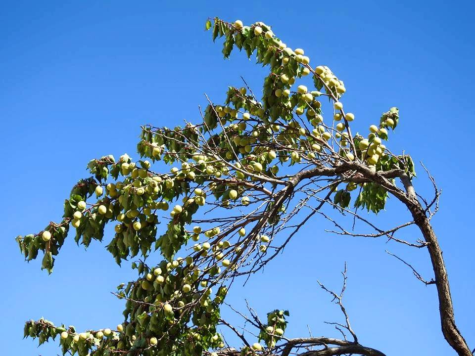 Akçadağ Karamağara Köyü Resimleri 4