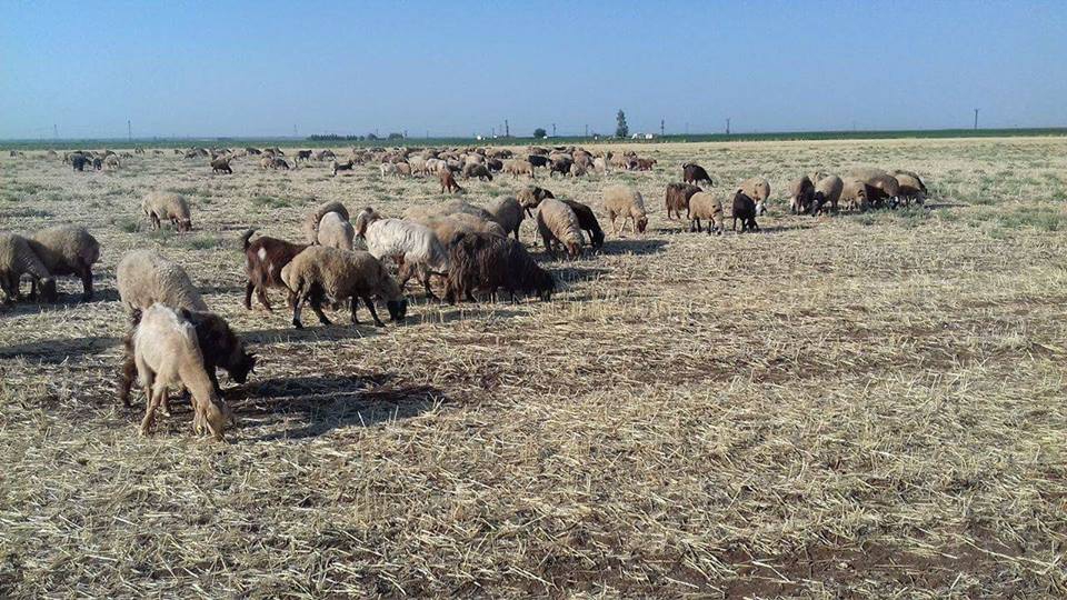 Derik Boyaklı Köyü Resimleri 1