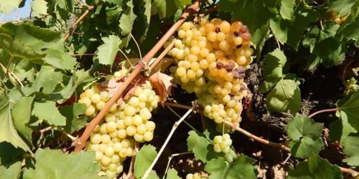 İslahiye Esenler Köyü Resimleri