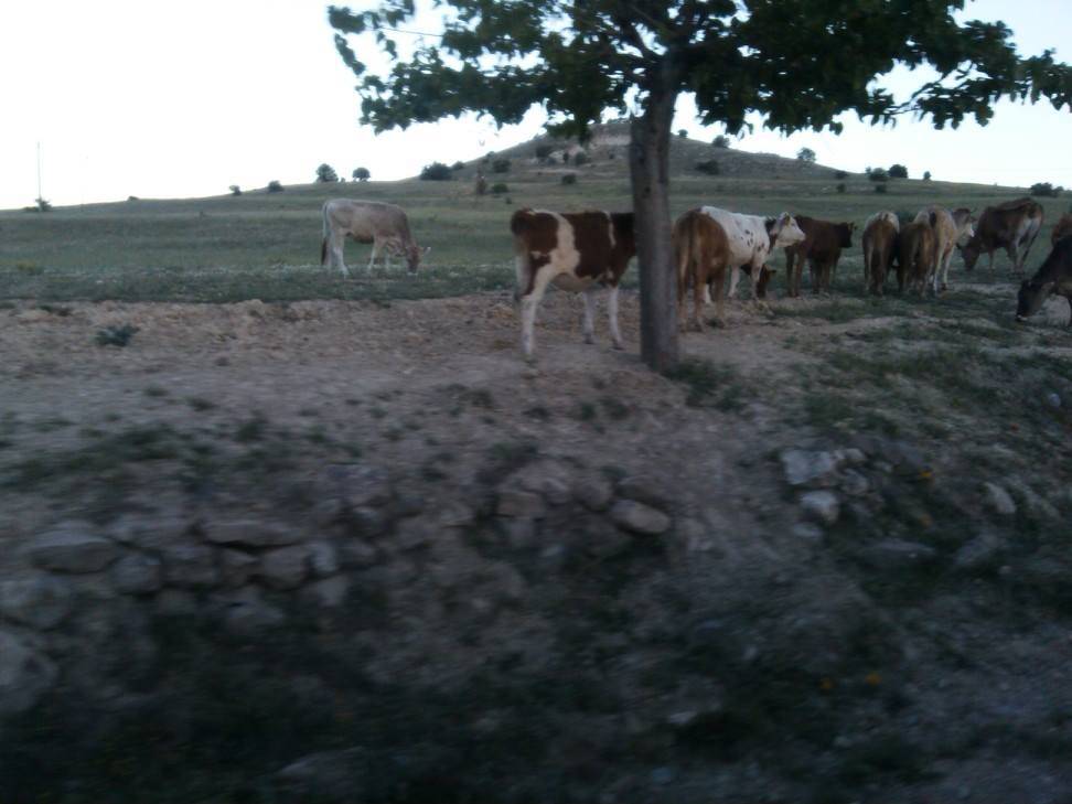 Arapgir Aktaş Köyü Resimleri 2