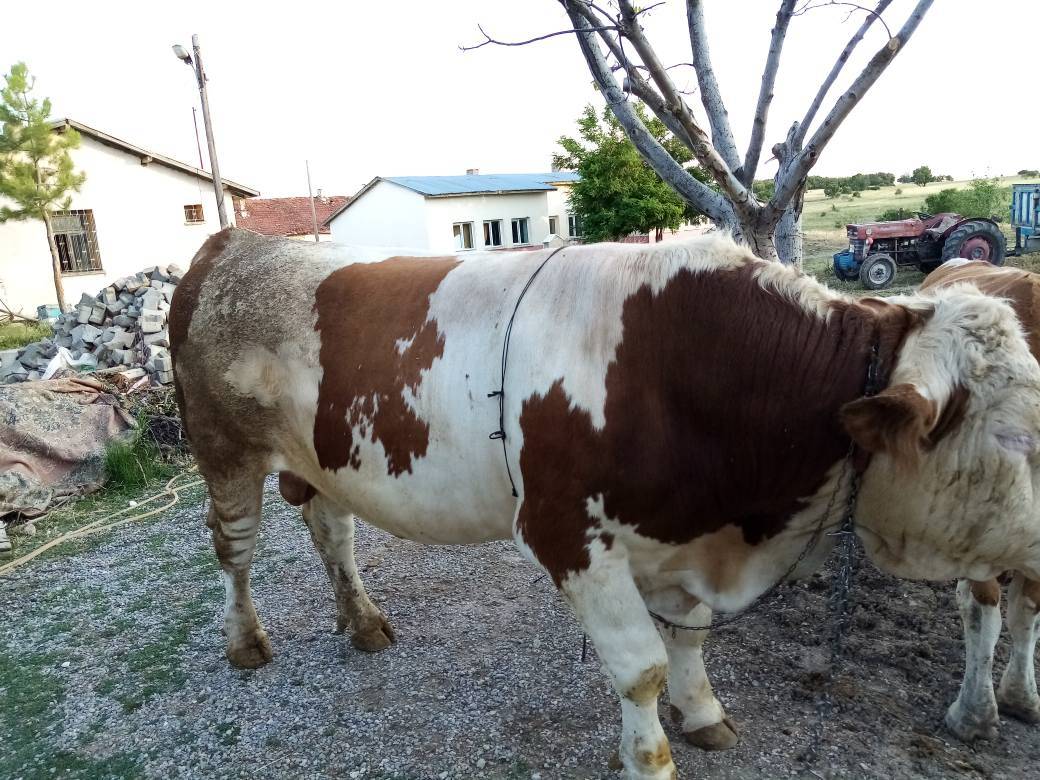 Arapgir Aktaş Köyü Resimleri 7