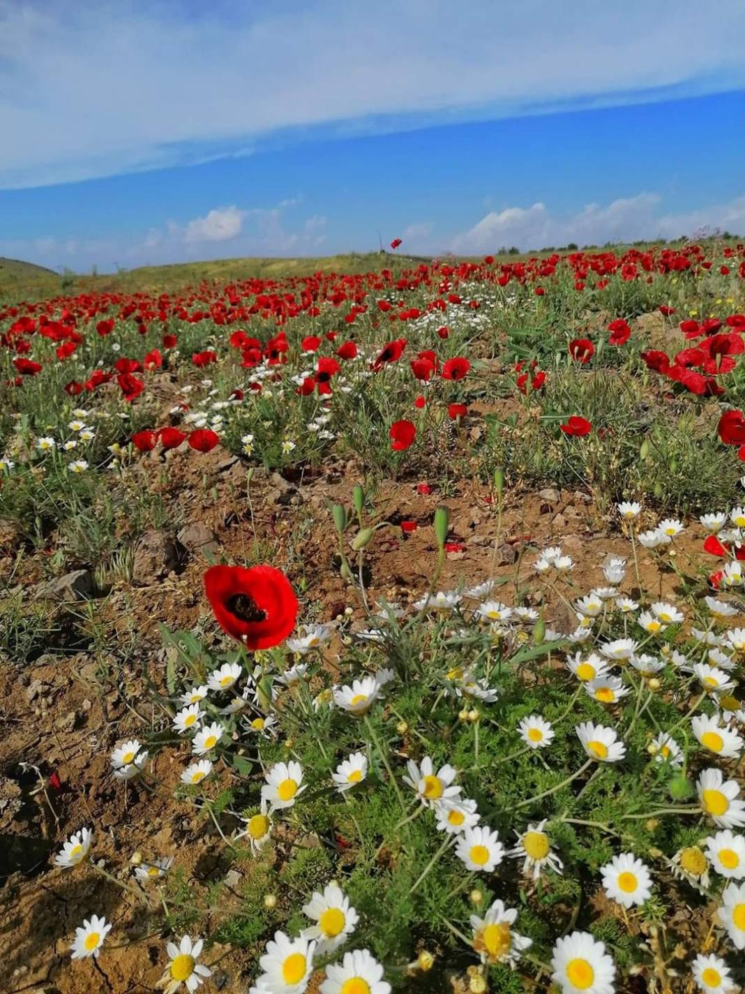 Arapgir Alıçlı Köyü Resimleri 7