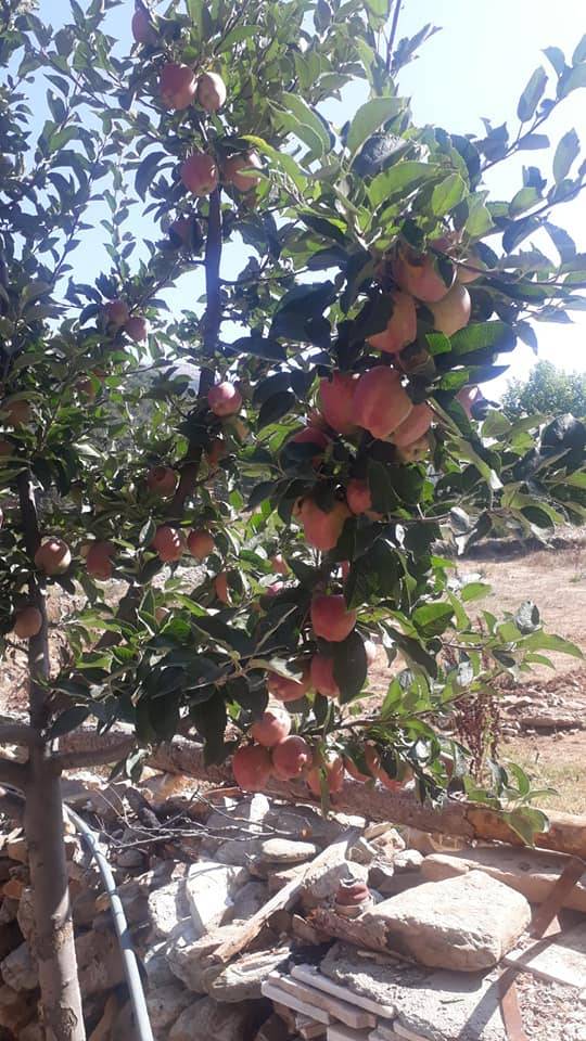 İslahiye Fevzipaşa Köyü Resimleri 2