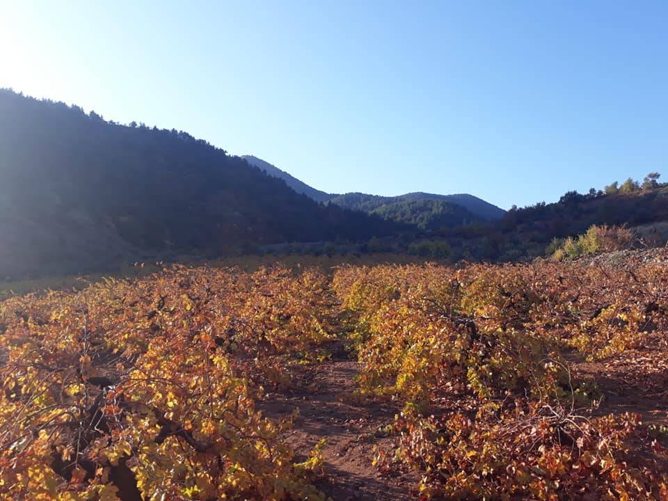 İslahiye Hasanlök Köyü Resimleri 12