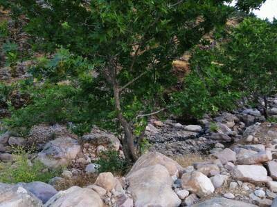 İslahiye Hasanlök Köyü Resimleri 7