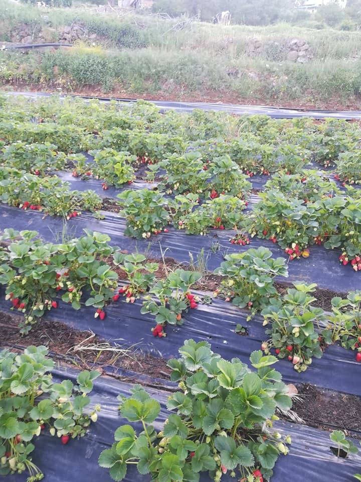 İslahiye İdilli Köyü Resimleri 2