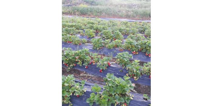 İslahiye İdilli Köyü Resimleri