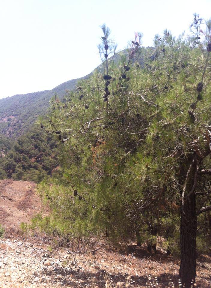 İslahiye Karacaören Köyü Resimleri 4