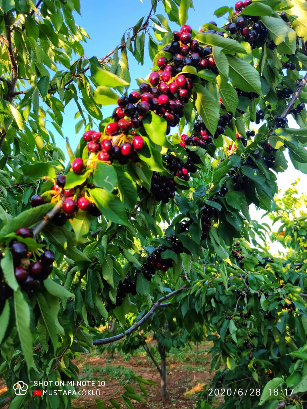 İslahiye Karapınar Köyü Resimleri 5