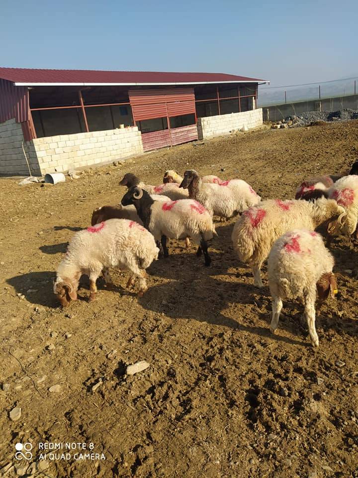 İslahiye Kozdere Köyü Resimleri 7