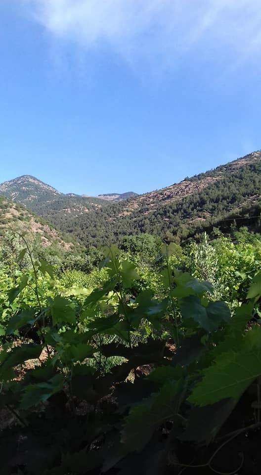 İslahiye Köklü Köyü Resimleri 11