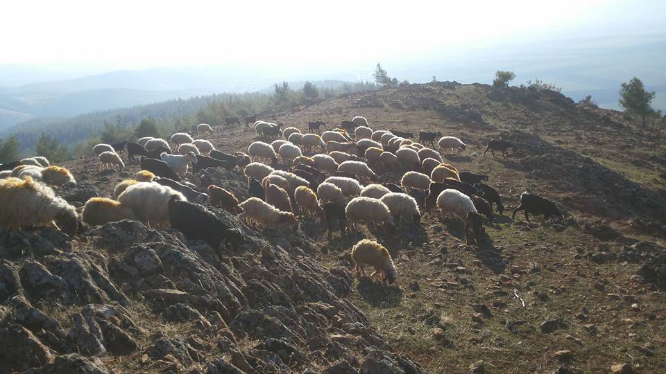 İslahiye Ortaklı Köyü Resimleri 4