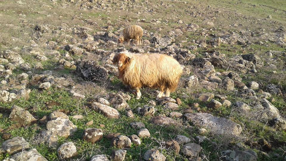 İslahiye Ortaklı Köyü Resimleri 6
