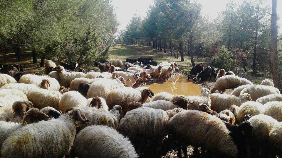İslahiye Ortaklı Köyü Resimleri 8