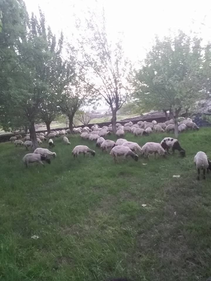 İslahiye Örtülü Köyü Resimleri 1