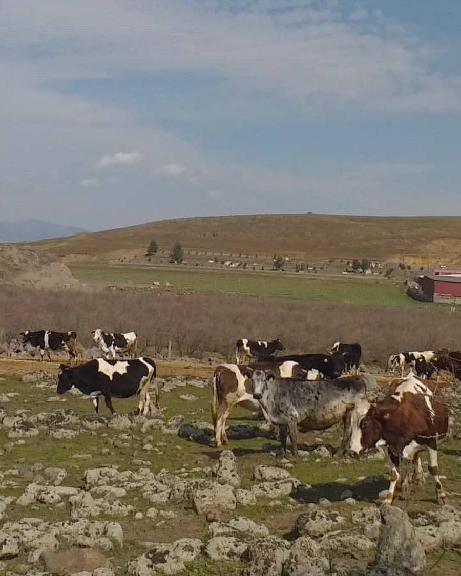 İslahiye Örtülü Köyü Resimleri 2