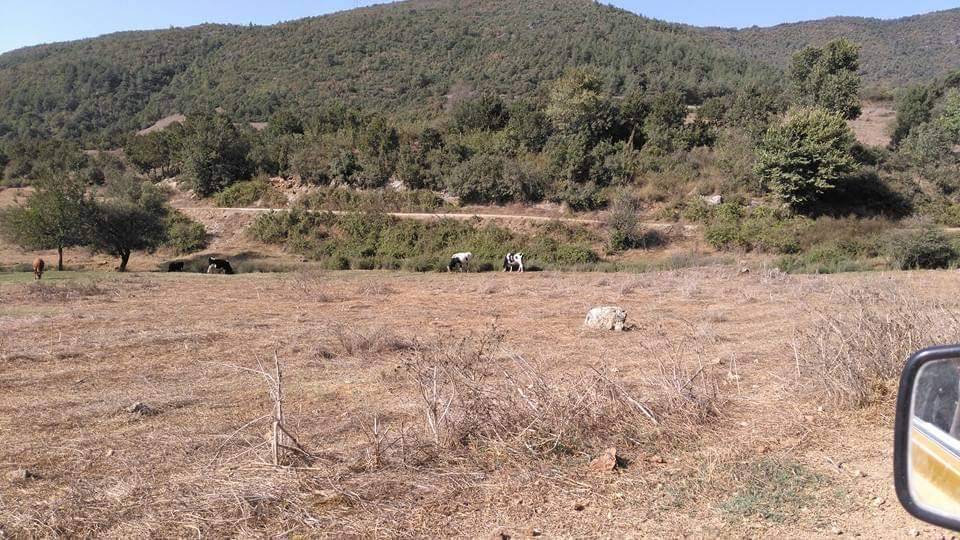 İslahiye Türkbahçe Köyü Resimleri 5