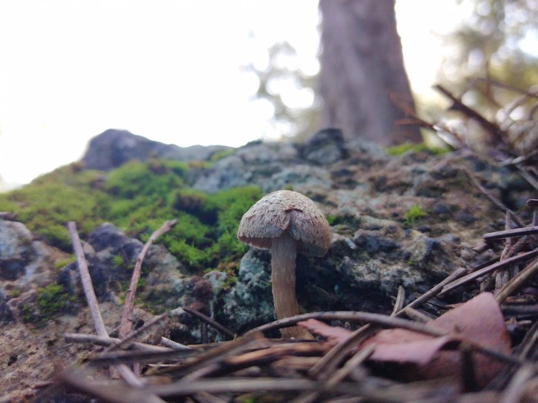 İslahiye Yağızlar Köyü Resimleri 5