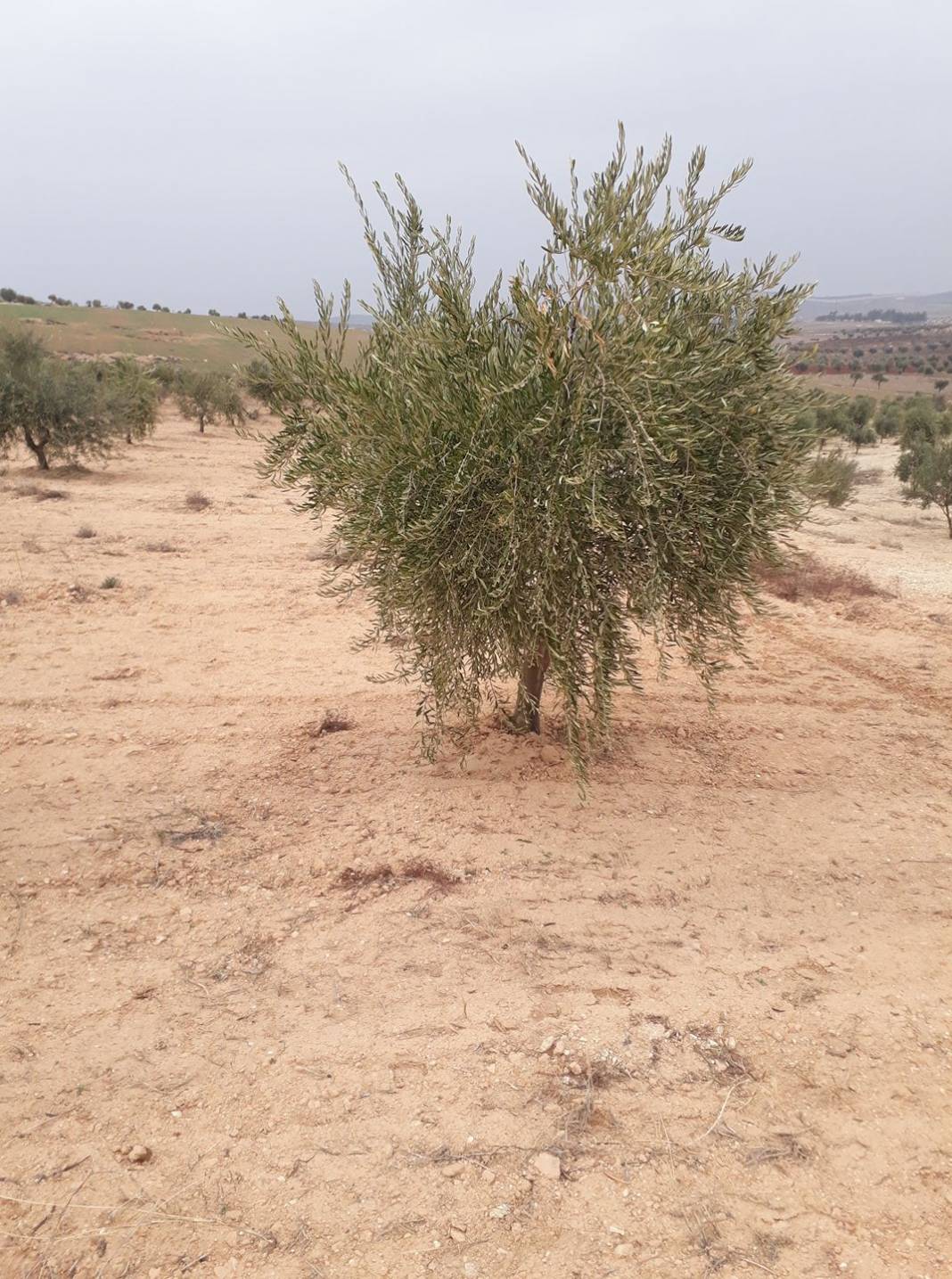 İslahiye Yeniceli Köyü Resimleri 2