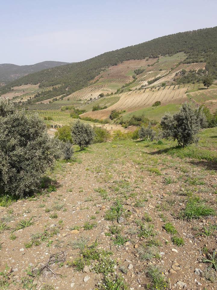 İslahiye Yeniceli Köyü Resimleri 6