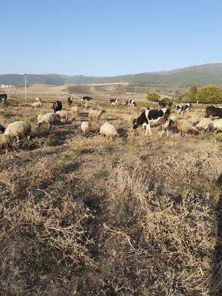 İslahiye Zincirli Köyü Resimleri 4