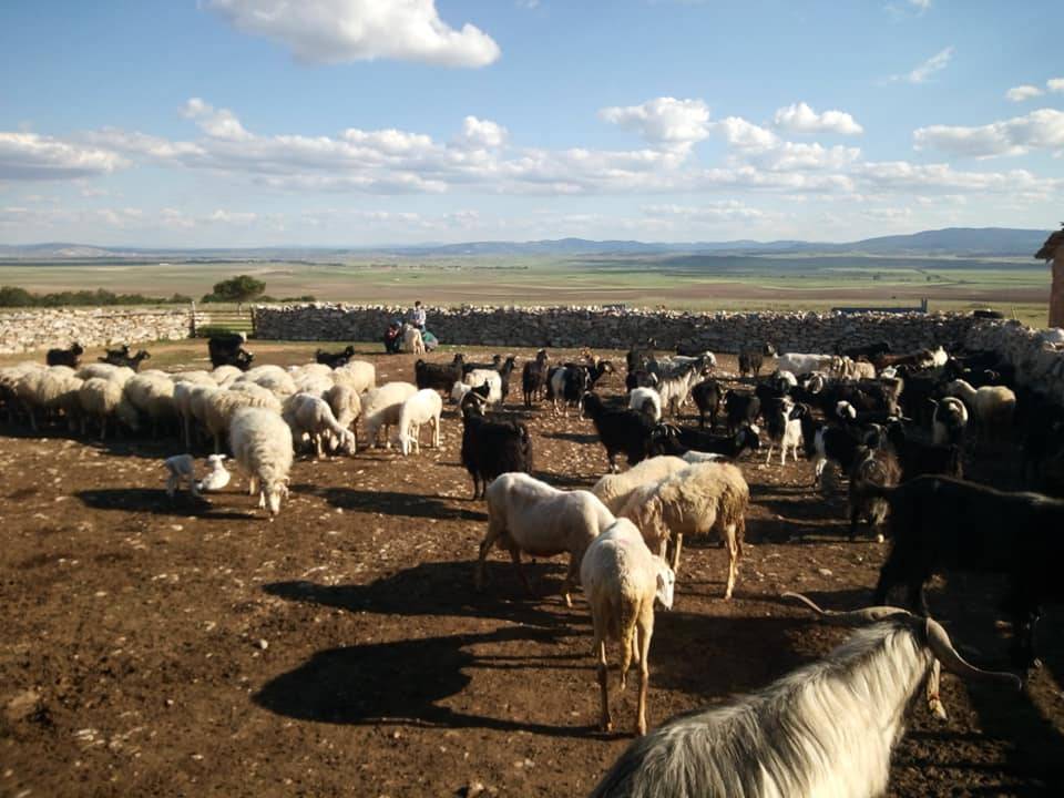 Aslanapa Nuhören Köyü Resimleri 2