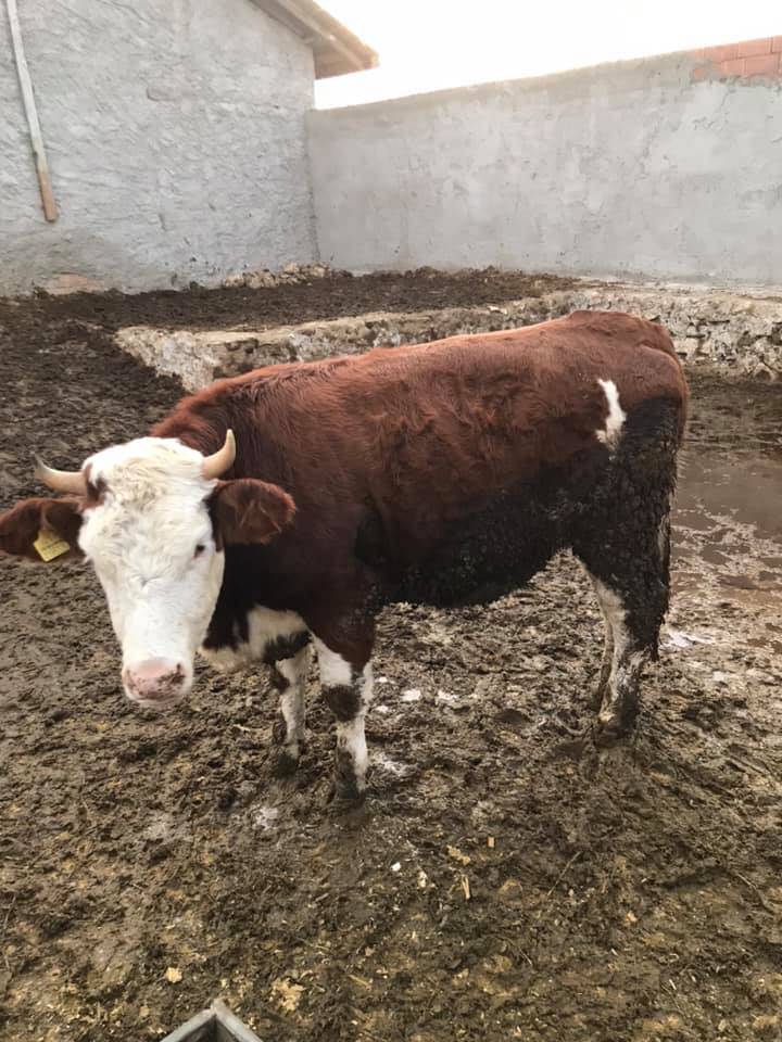 Aslanapa Nuhören Köyü Resimleri 6