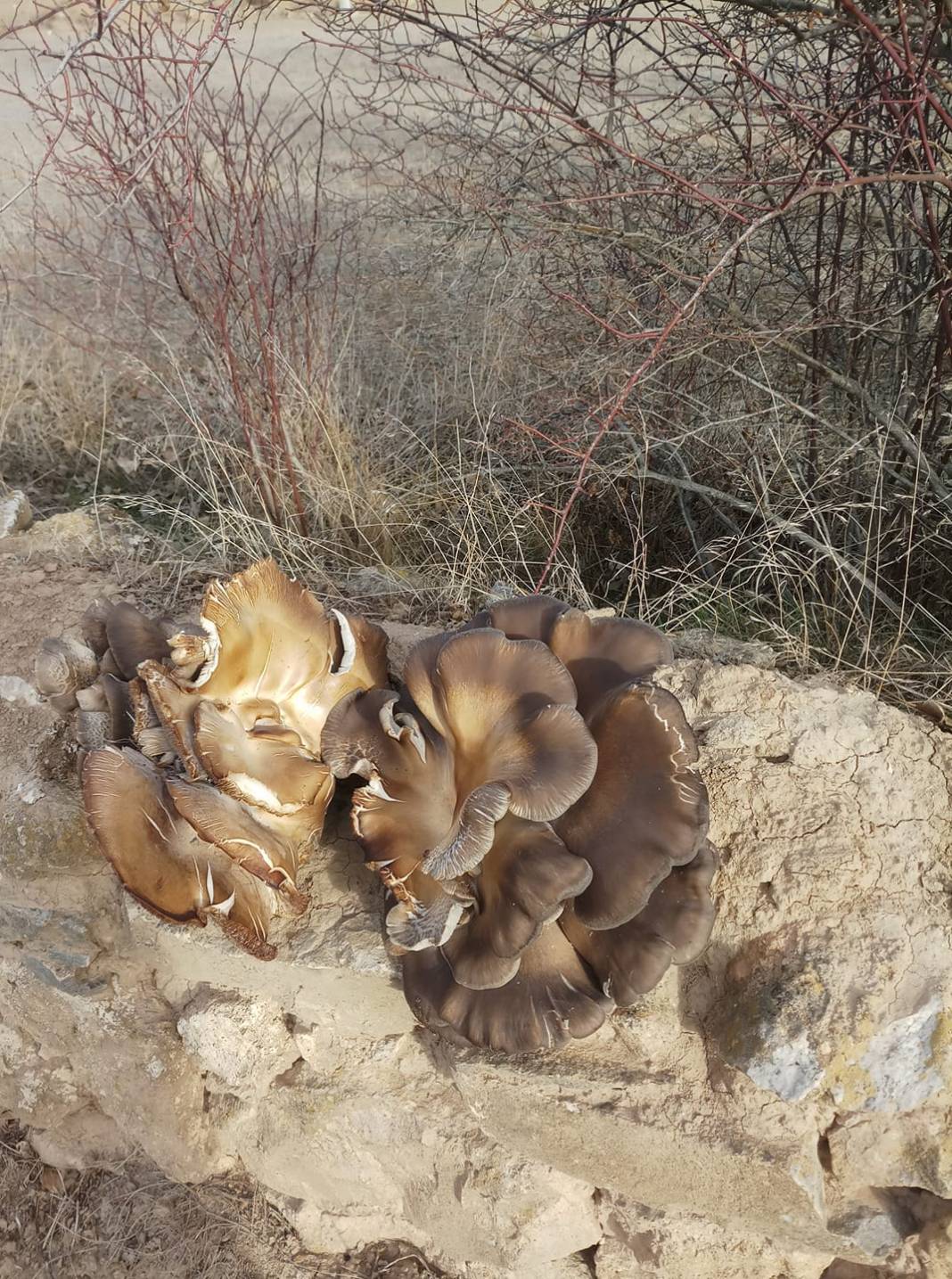 Aslanapa Nuhören Köyü Resimleri 8