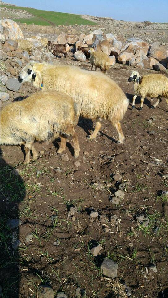 Derik Çataltepe Köyü Resimleri 1