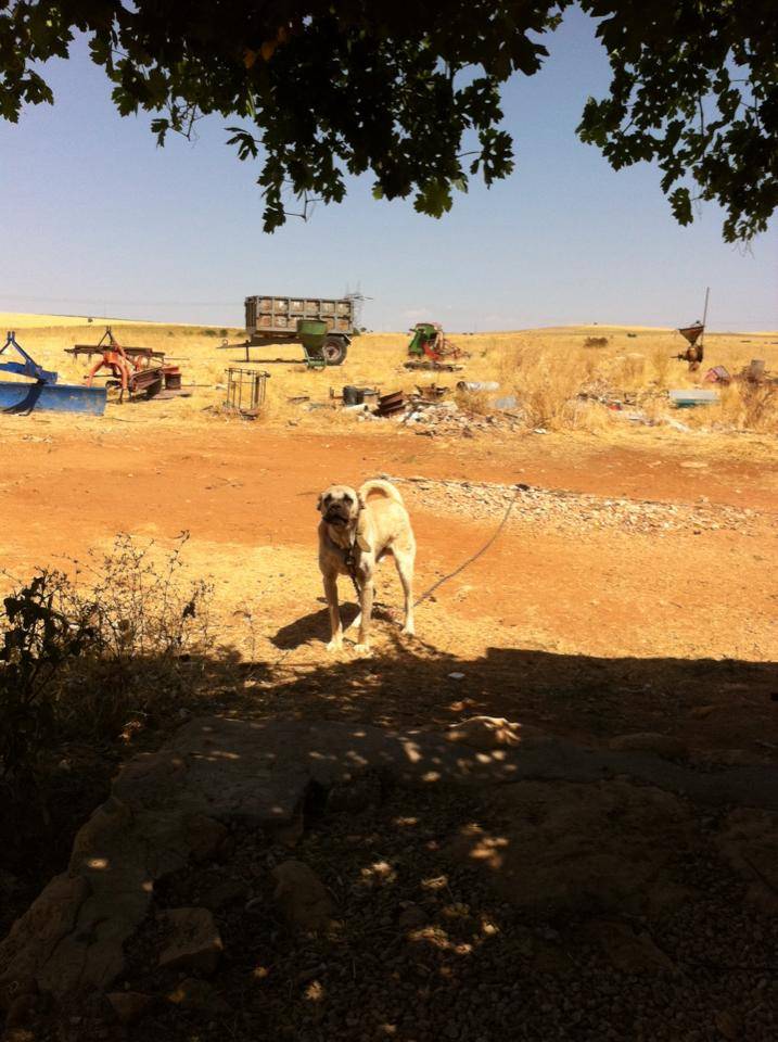 Arapgir Kılıçlı Köyü Resimleri 9