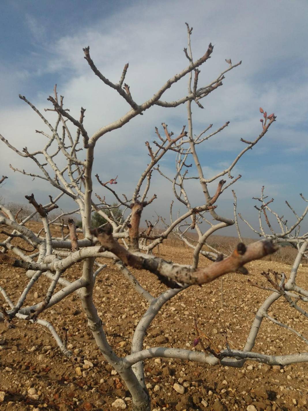 Karkamış Karacurun Köyü Resimleri 9