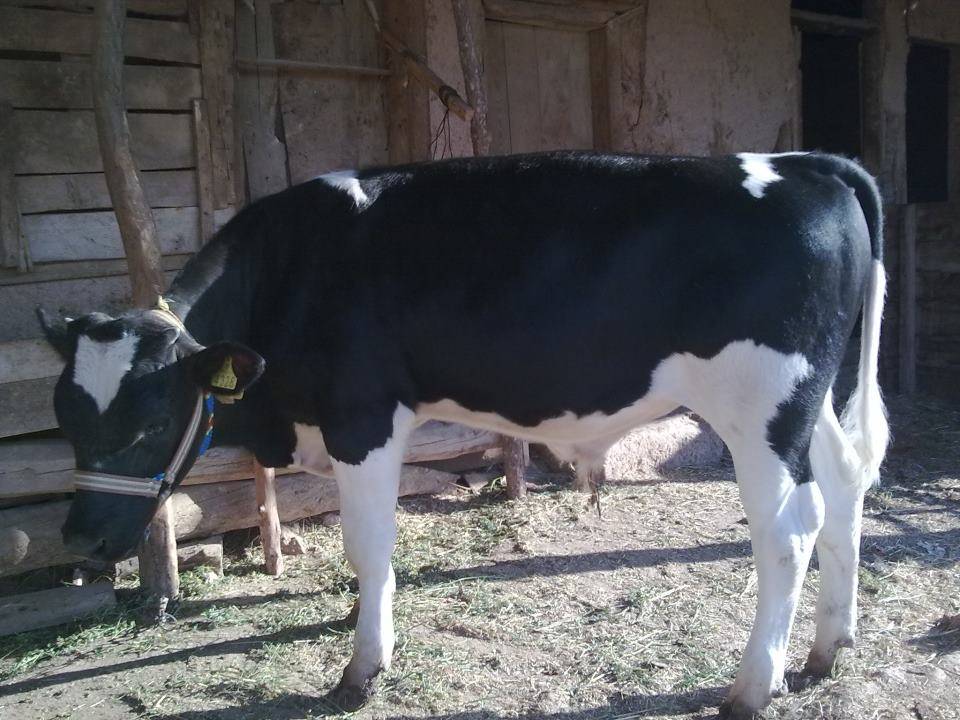 Aslanapa Pınarbaşı Köyü Resimleri 1