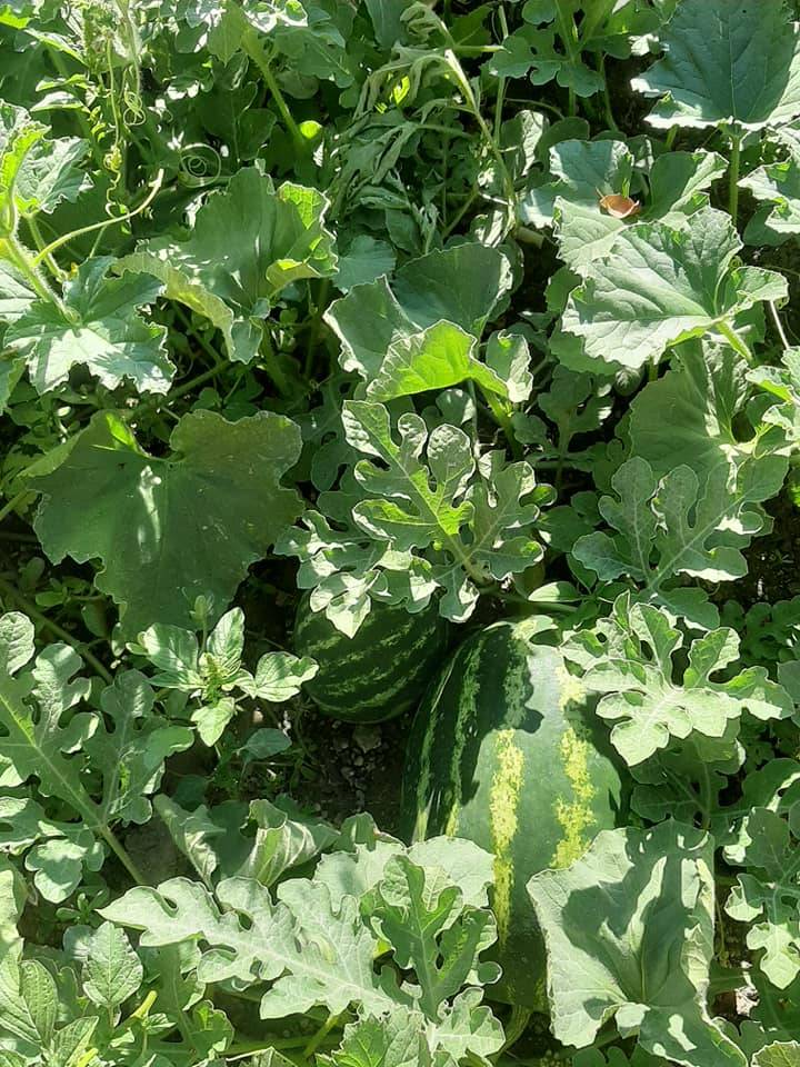 Aslanapa Terziler Köyü Resimleri 11