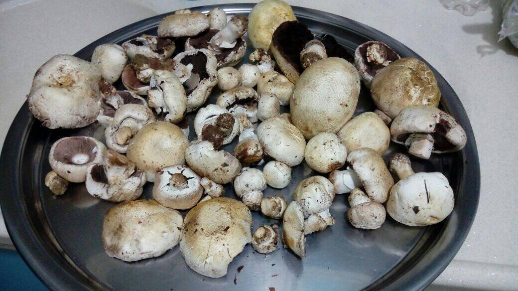 Aslanapa Terziler Köyü Resimleri 3