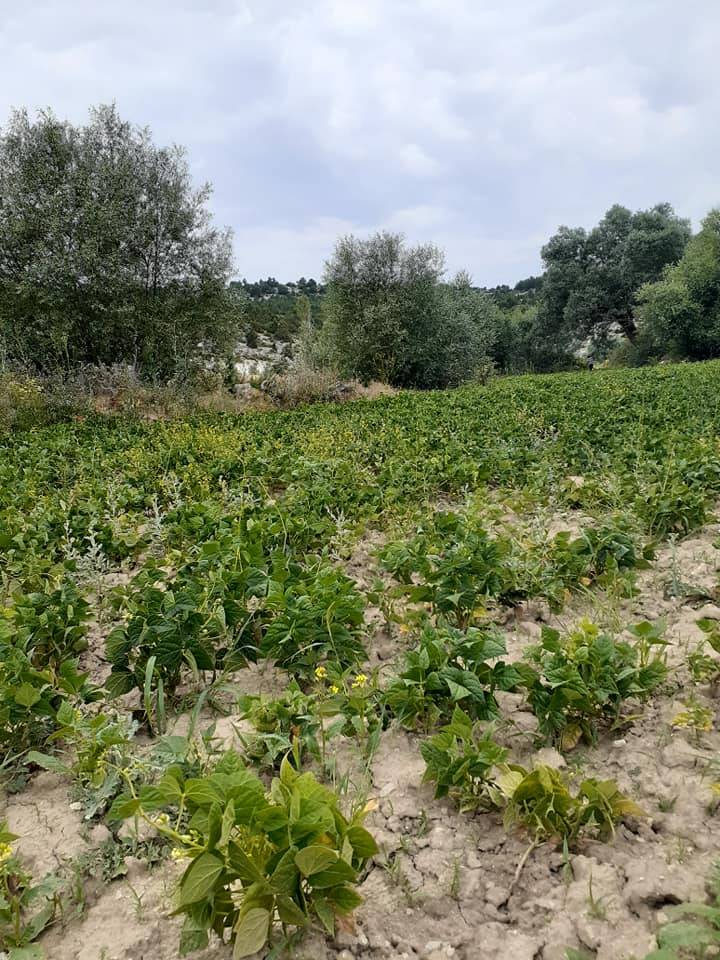 Aslanapa Yağcılar Köyü Resimleri 12