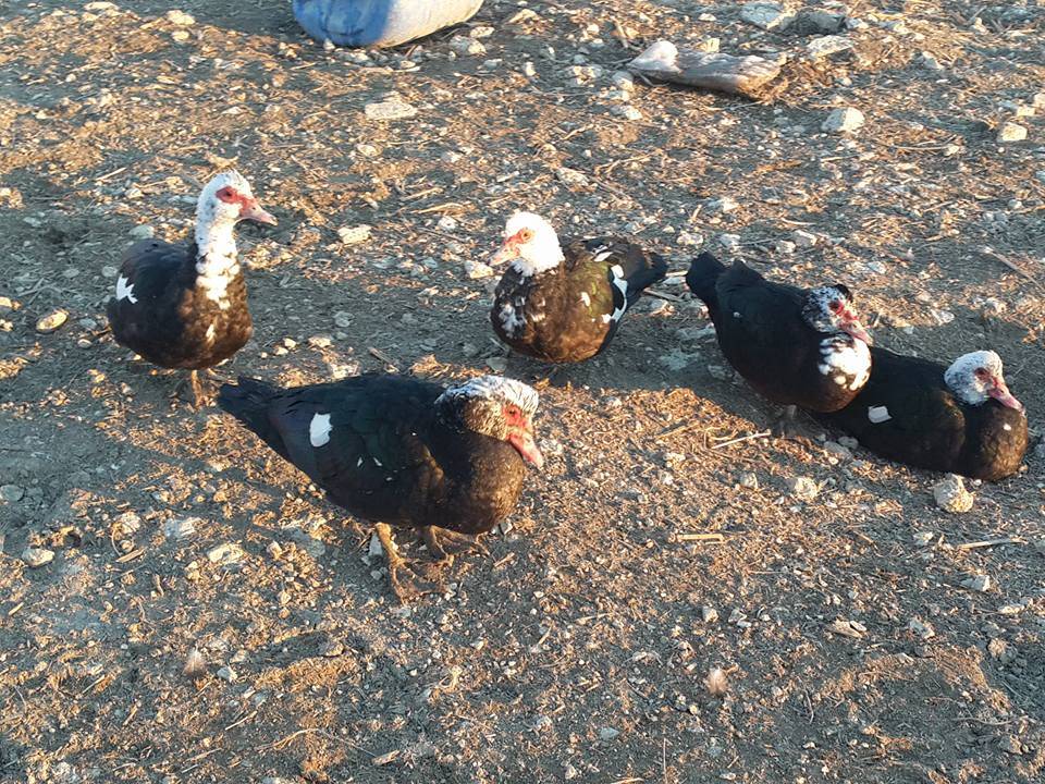 Aslanapa Yağcılar Köyü Resimleri 8