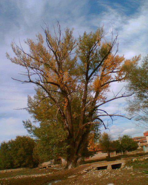 Çavdarhisar Afşar Köyü Resimleri 2