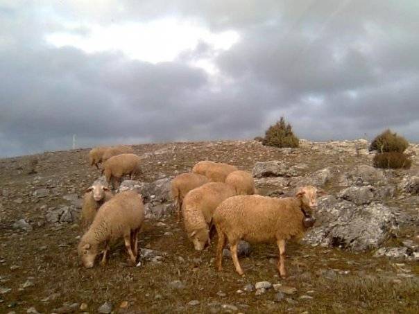 Çavdarhisar Afşar Köyü Resimleri 9